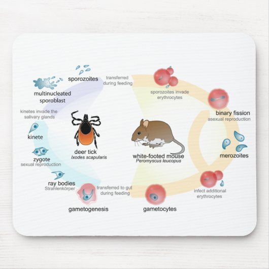 Maus Pad Diagramm Babesia microti Lebenszyklus Mousepad (Vorne)