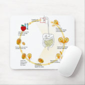 Maus Pad Diagramm Giardia Life Cycle Parasit Mousepad (Mit Mouse)