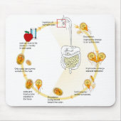 Maus Pad Diagramm Giardia Life Cycle Parasit Mousepad (Vorne)