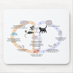 Maus Pad Diagramm Lebenszyklus von Toxoplasma gond Mousepad