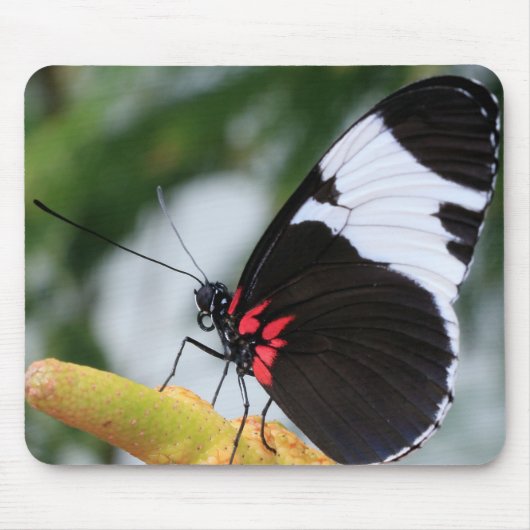 Maus Pad/Doris Langschwinger-Schmetterling Mousepad (Vorne)