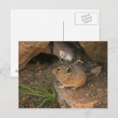 Maus Postkarte (Vorne/Hinten)