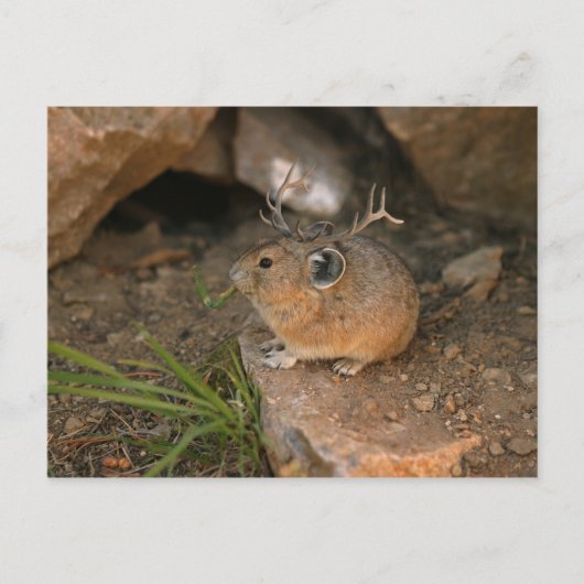 Maus Postkarte (Vorderseite)