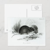 Maus, Tierra del Fuego, Südamerika c.1832-36 Postkarte (Vorne/Hinten)