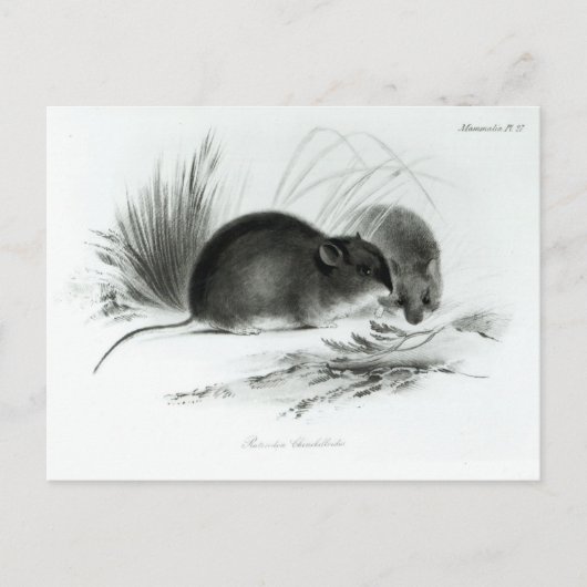 Maus, Tierra del Fuego, Südamerika c.1832-36 Postkarte (Vorderseite)