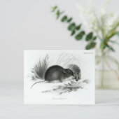 Maus, Tierra del Fuego, Südamerika c.1832-36 Postkarte (Stehend Vorderseite)