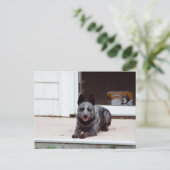 Maus über die Blue Heeler Postkarte (Stehend Vorderseite)