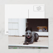 Maus über die Blue Heeler Postkarte (Vorne/Hinten)