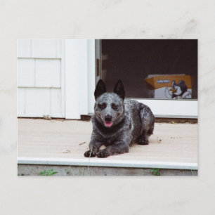Maus über die Blue Heeler Postkarte