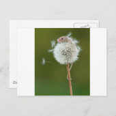 Maus wünscht postkarte (Vorne/Hinten)