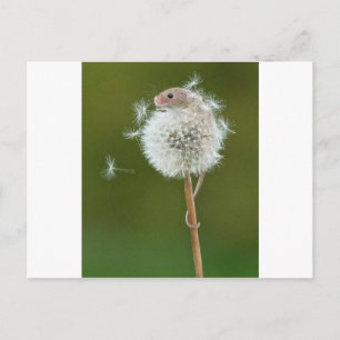 Maus wünscht postkarte