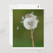 Maus wünscht postkarte (Vorne/Hinten)