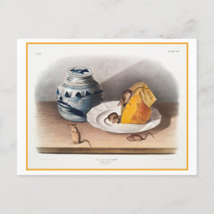 Mäuse essen Käse Vintage Illustration Postkarte