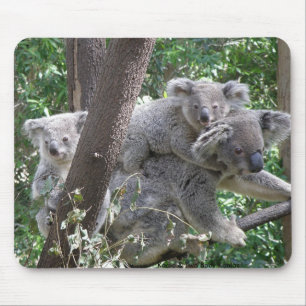 Mauspad Koala und zwei Babys Foto Australien