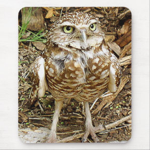 Mauspad mit grabender Schleiereule