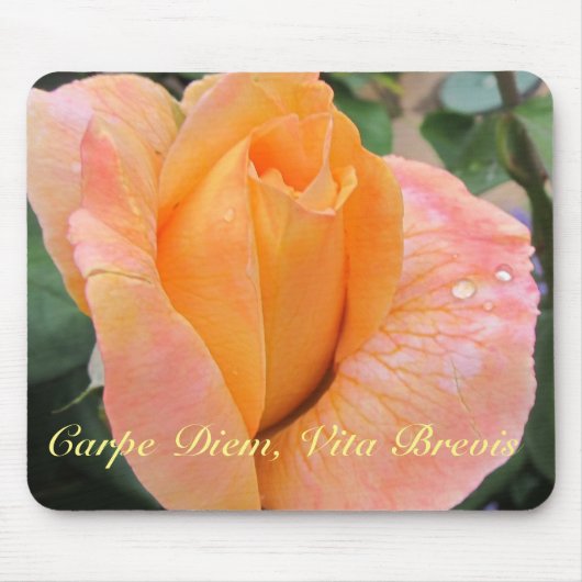 Mauspad--Orange Rose mit Regentropfen Mousepad (Vorne)