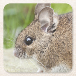 Mausprofil Rechteckiger Pappuntersetzer