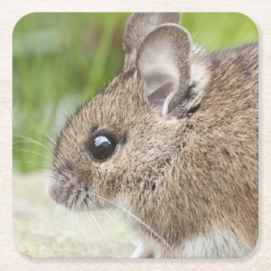 Mausprofil Rechteckiger Pappuntersetzer (Vorderseite)