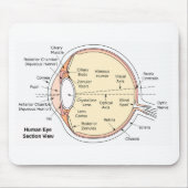 Mausunterlage-menschliches Augen-Ball-anatomisches Mousepad (Vorne)