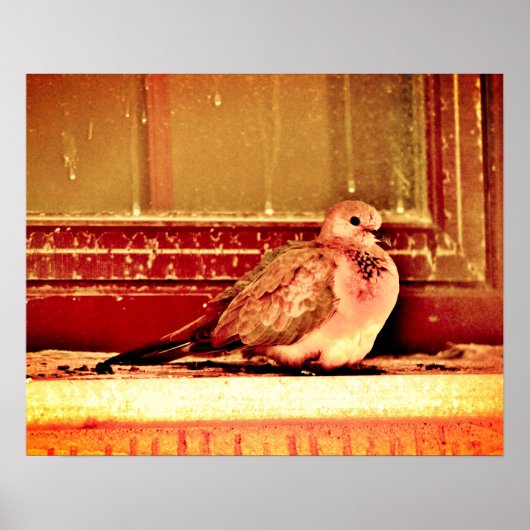 Mauve Dove Poster (Vorne)