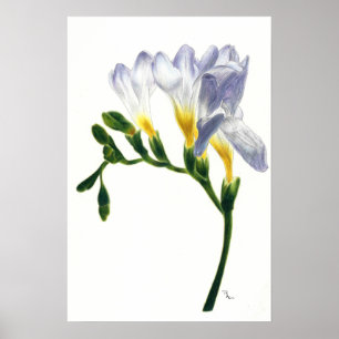 Mauve Freesias Print Poster