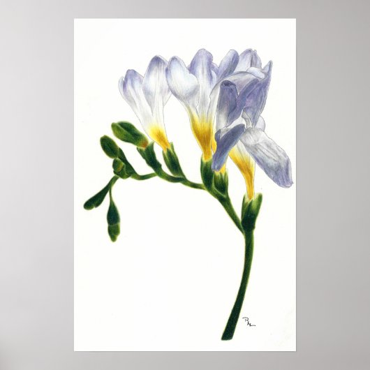 Mauve Freesias Print Poster (Vorne)