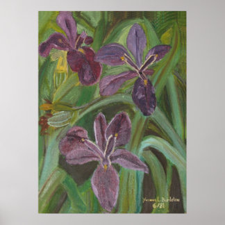 Mauve LA Iris Poster