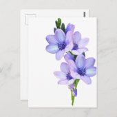 Mauve Lila Blume Postkarte (Vorne/Hinten)