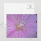 Mauve musquée (2) postkarte (Vorne/Hinten)
