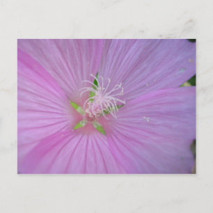 Mauve musquée (2) postkarte
