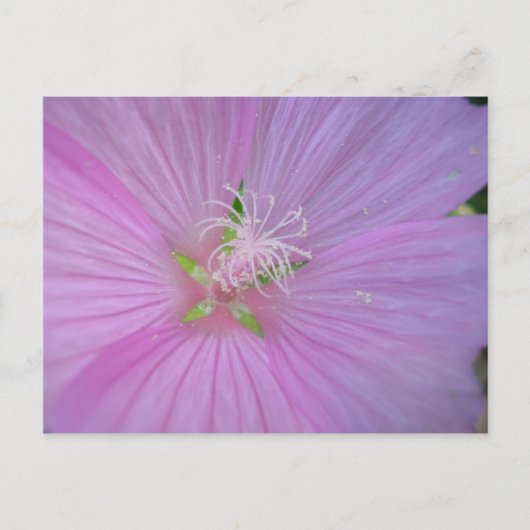 Mauve musquée (2) postkarte (Vorderseite)