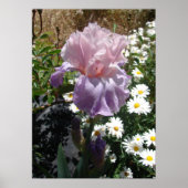 Mauve Pink Iris Floral Blume Foto Poster (Vorne)