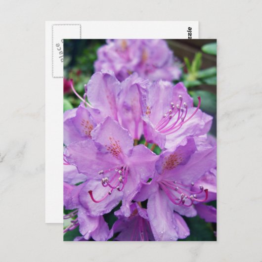 Mauve Rhododendron Postkarte (Vorne/Hinten)