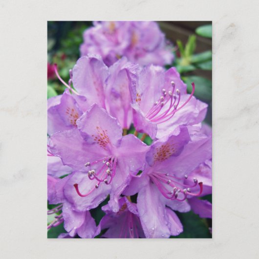 Mauve Rhododendron Postkarte (Vorderseite)