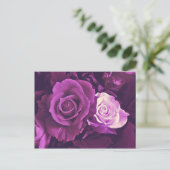 Mauve-Rose im Bloom Postcard Postkarte (Stehend Vorderseite)