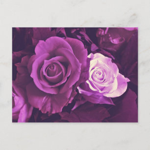 Mauve-Rose im Bloom Postcard Postkarte