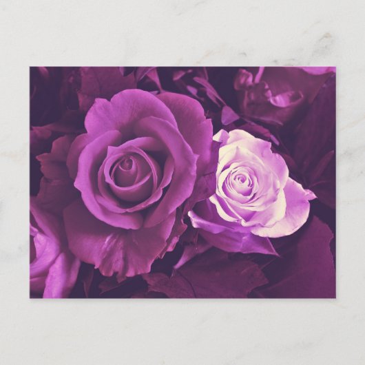 Mauve-Rose im Bloom Postcard Postkarte (Vorderseite)