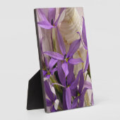 Mauve Starshine Laurentia Fotoplatte (Seite)
