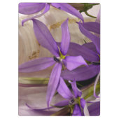 Mauve Starshine Laurentia Klemmbrett (Rückseite)