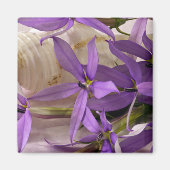 Mauve Starshine Laurentia Magnet (Vorne)