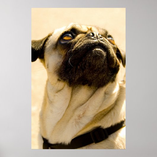 Max des Mops Poster (Vorne)