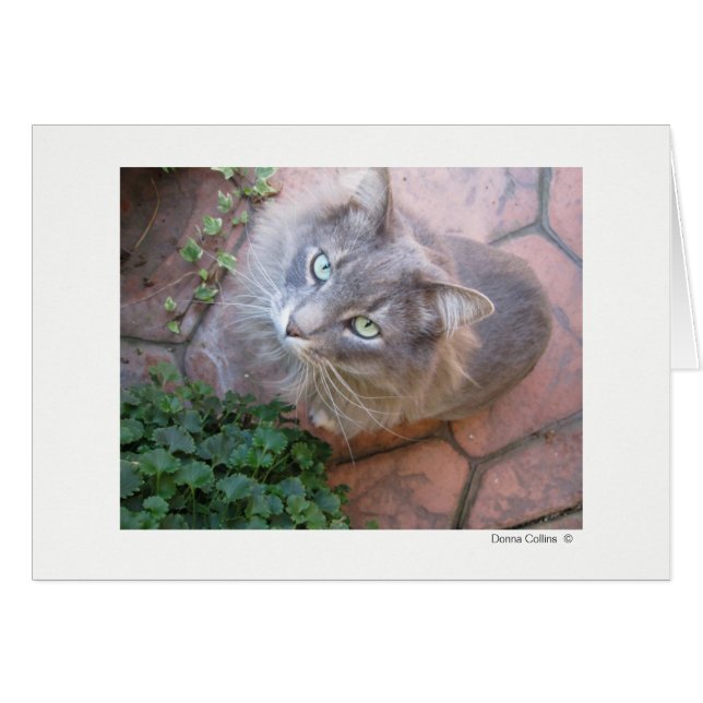 Max. Katze   #-3 (Vorderseite (Horizontal))