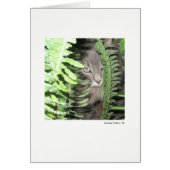 Max. Katze #6 (Vorne)