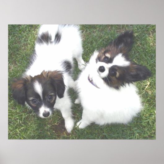 MAX MOLLY POSTER (Vorne)