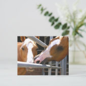 Max & Son Leonardo Postkarte (Stehend Vorderseite)