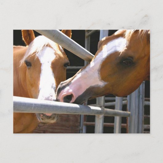 Max & Son Leonardo Postkarte (Vorderseite)