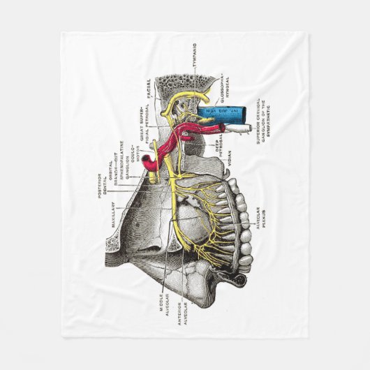 Maxillare Nervenmenschenanatomie Fleecedecke (Vorderseite)