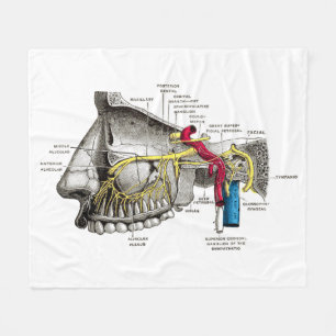 Maxillare Nervenmenschenanatomie Fleecedecke