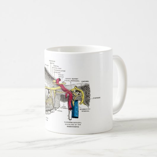 Maxillare Nervenmenschenanatomie Kaffeetasse (VorderseiteRechts)
