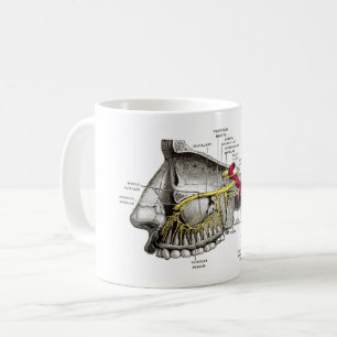Maxillare Nervenmenschenanatomie Kaffeetasse